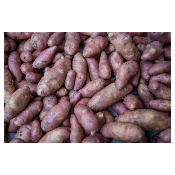 Pink Fir Apple Seed Potatoes