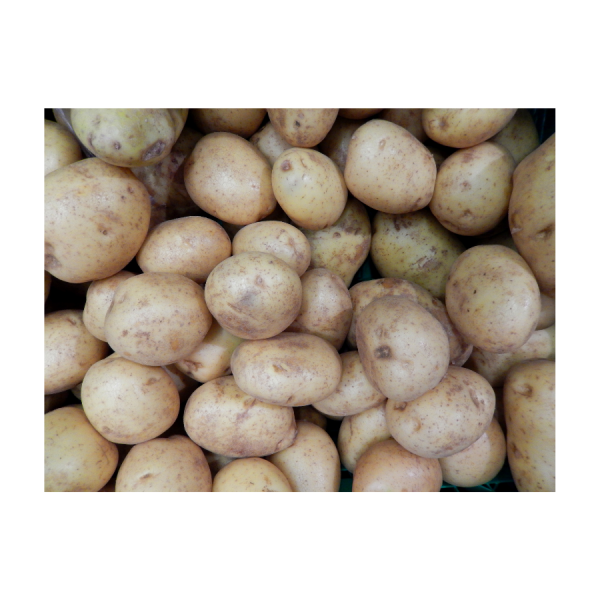 Maris Piper Seed Potatoes
