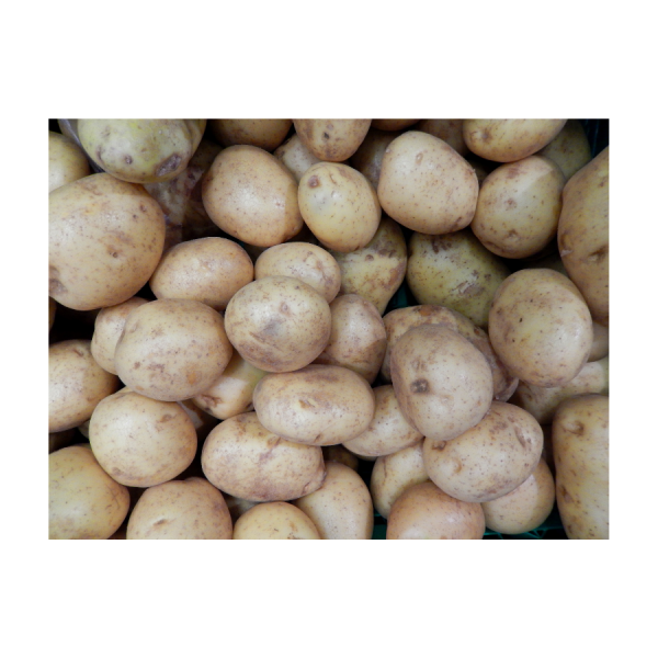 Cara Seed Potatoes