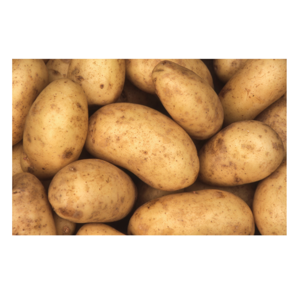 Casablanca Seed Potatoes