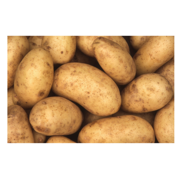 Estima Seed Potatoes