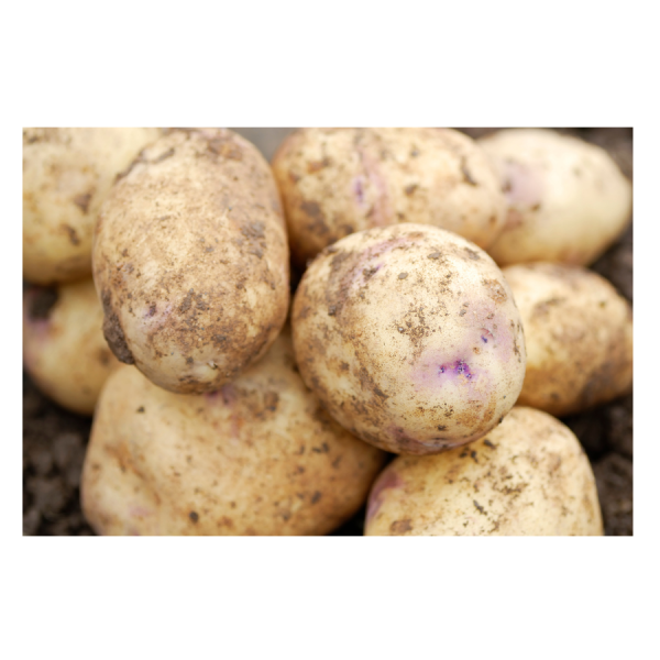 Kestrel Seed Potatoes 