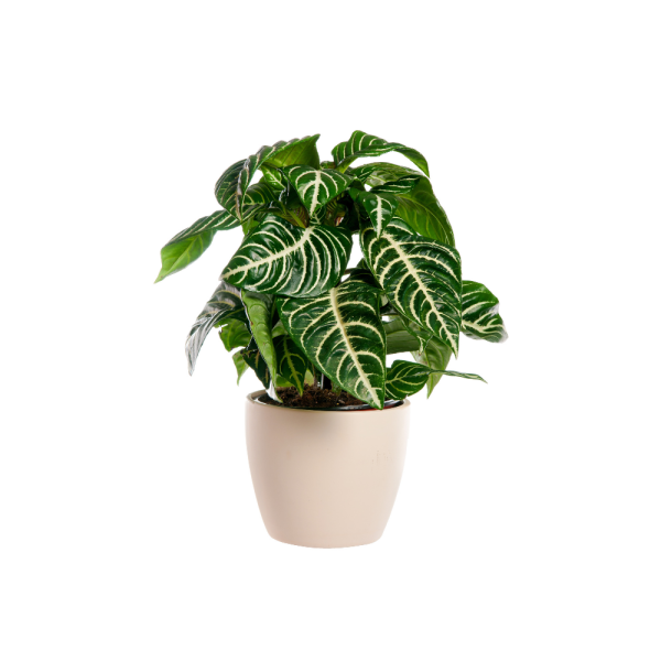 Zebra Plant - Calathea Zebrina