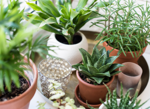 Our 6 favourite houseplants at UpCountry!