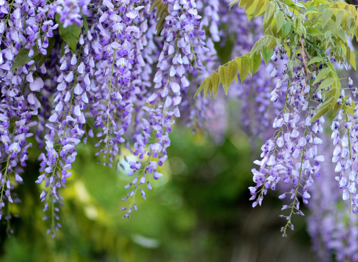 Wisteria!