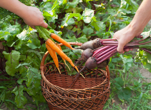 February Vegetable Growing Guide