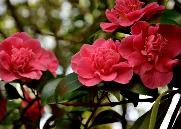 Jason gives a rundown on Camellias & Cherry Blossoms!