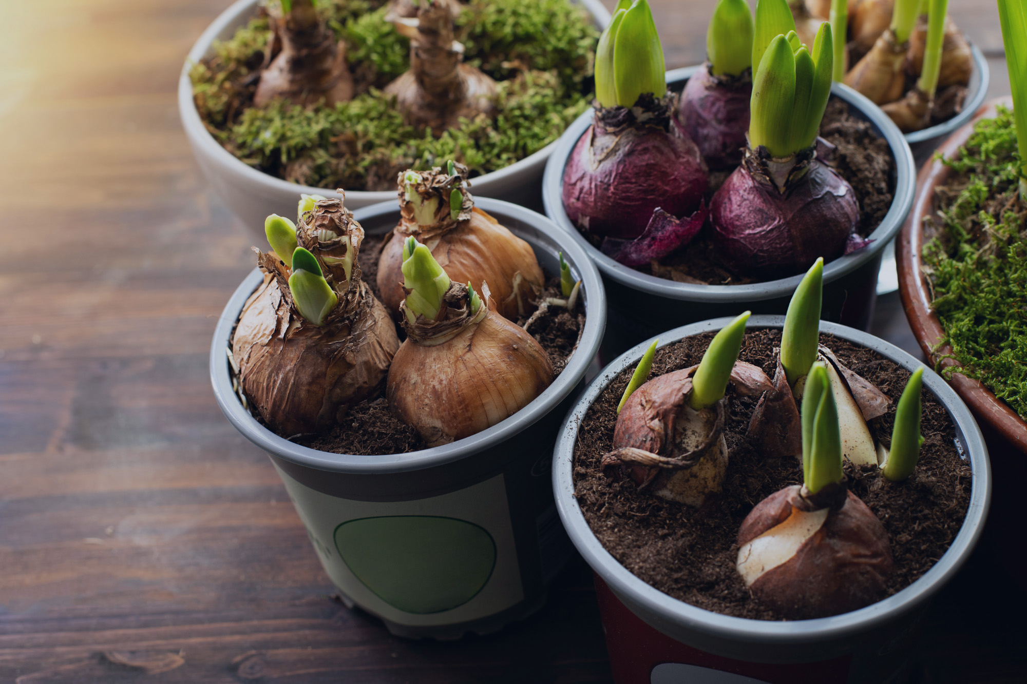 A RUNDOWN ON SPRING AND SUMMER BULBS