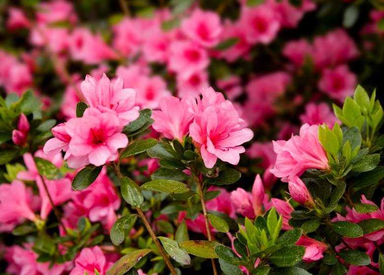 Rhododendrons and Azaleas!