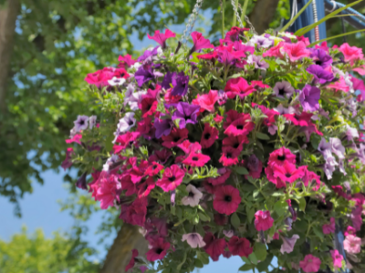 An Ultimate Guide to Hanging Baskets