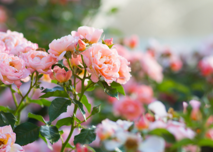 OUR GUIDE TO YOUR PERFECT ROSE!