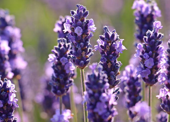 TOP 5 USES FOR LAVENDER