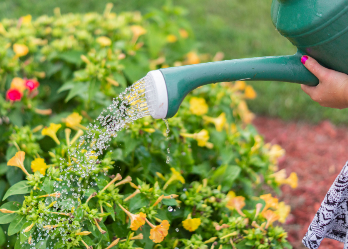 Watering During A Hose Pipe Ban