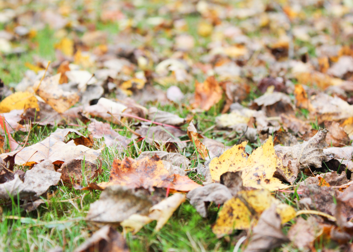 Autumn Bedding