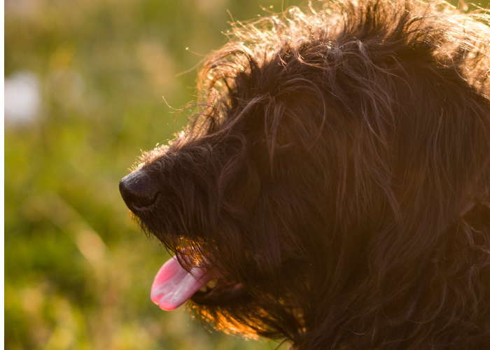 Keeping your pet cool this summer!