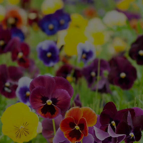 This is default alt image