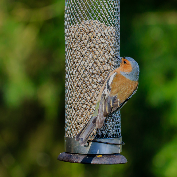 This is default alt image