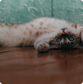 This is default alt image