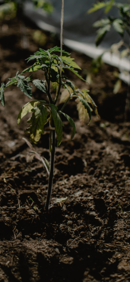 This is default alt image