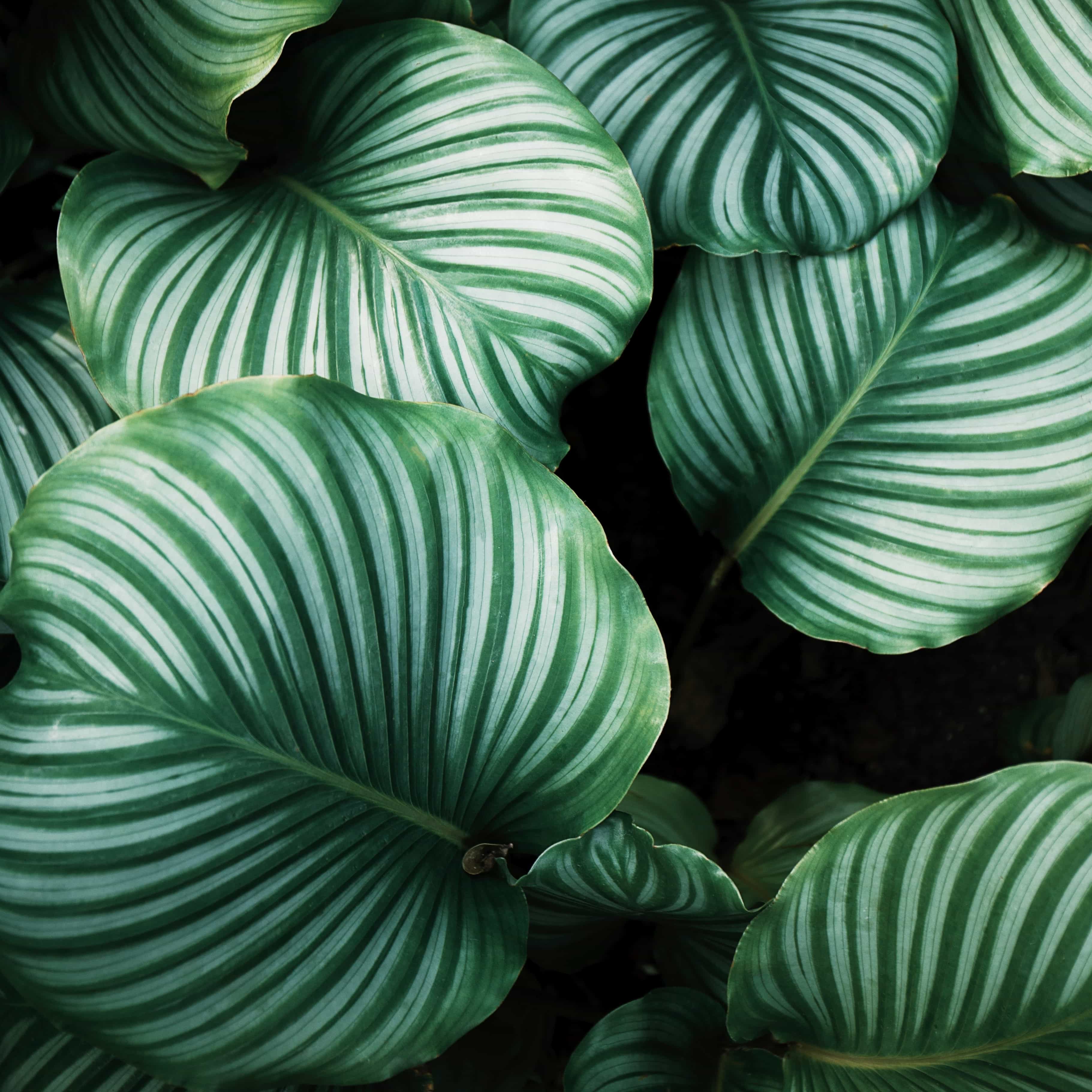 This is default alt image