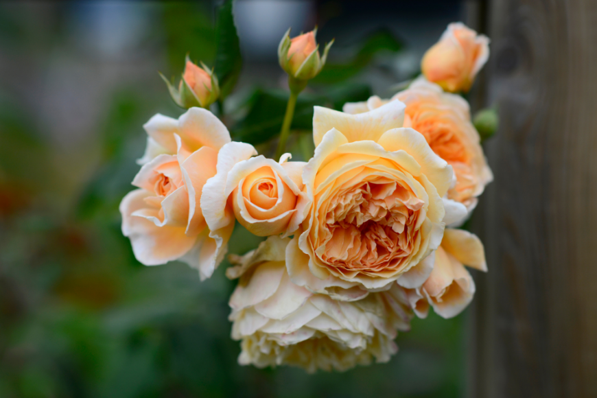 This is default alt image