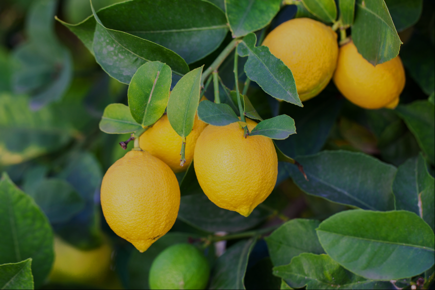 This is default alt image