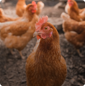 This is default alt image