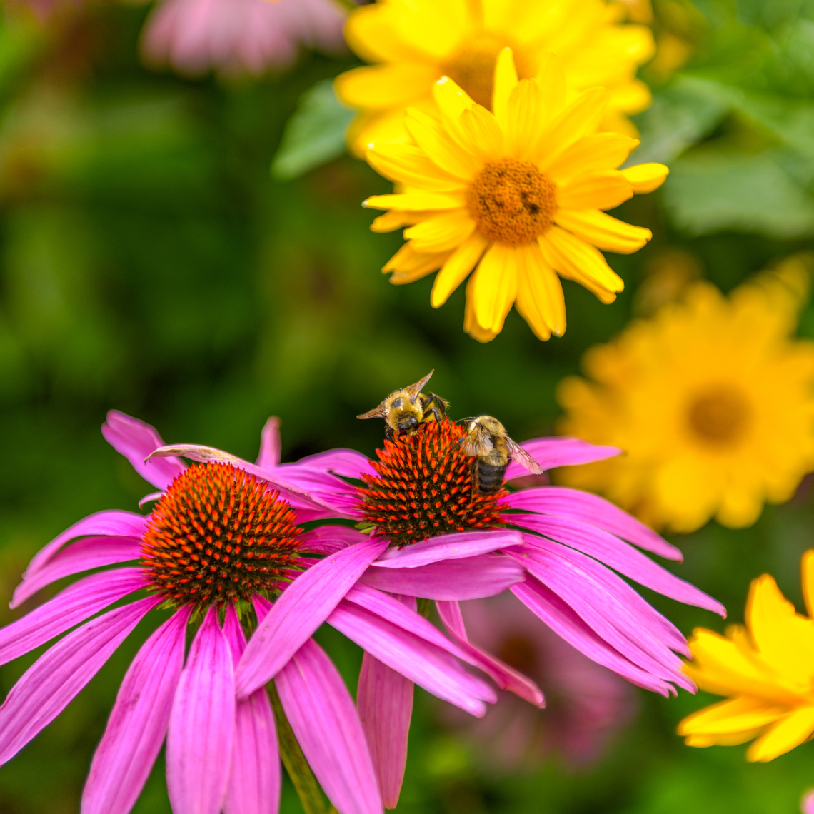 This is default alt image